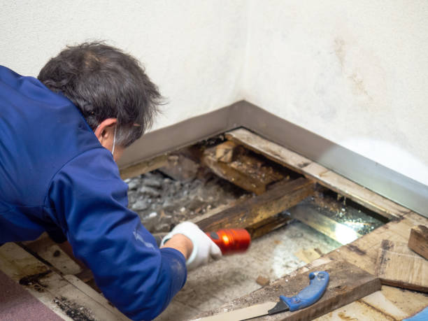 Best Mold Remediation for Specific Building Types in Kingman, KS