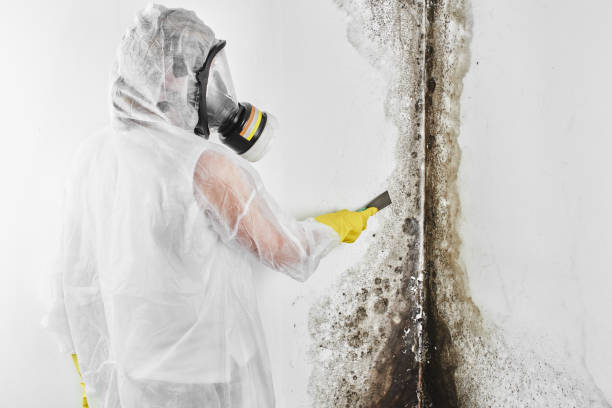 Best HVAC Mold Remediation in Kingman, KS