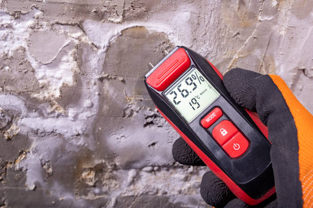 Best Basement Mold Remediation in Kingman, KS