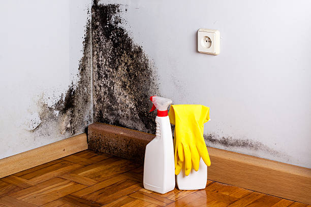 Best Bathroom Mold Remediation in Kingman, KS