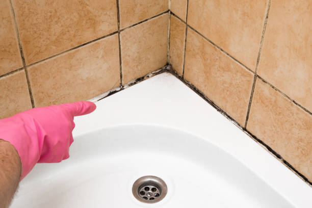 Best Crawl Space Mold Remediation in Kingman, KS